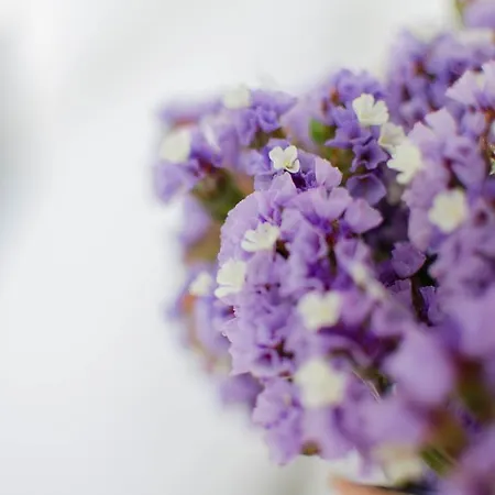 酒店 阿夫拉酒店